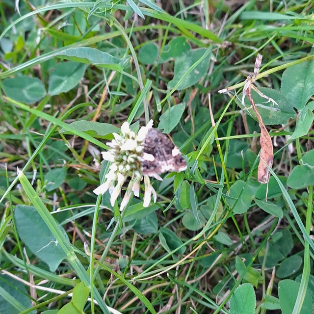 Tyta luctuosa - fekete nappalibagoly