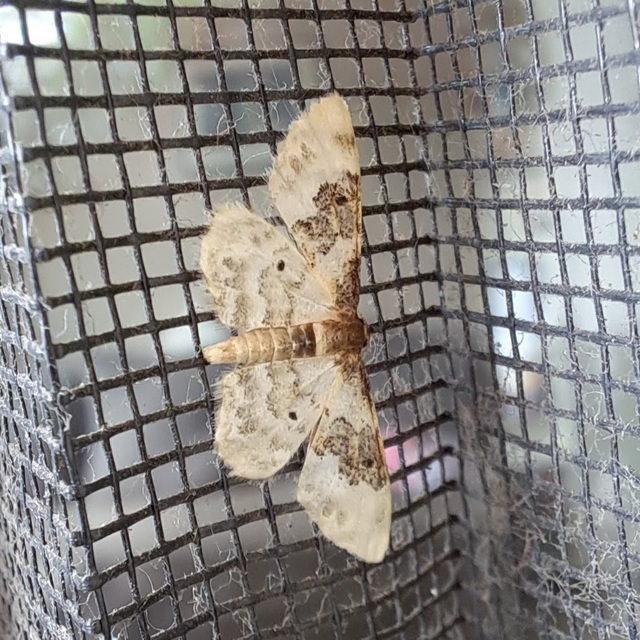 Idaea rusticata - tarka apróaraszoló
