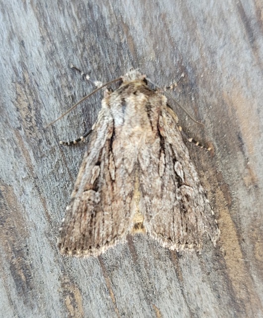 pompás földibagoly - Dichagyris signifera