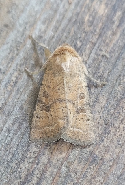 Hoplodrina octogenaria - barna selymesbagoly