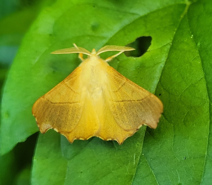 Ennomos fuscantaria - kőris-levélaraszoló
