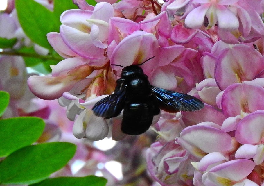 Xylocopa