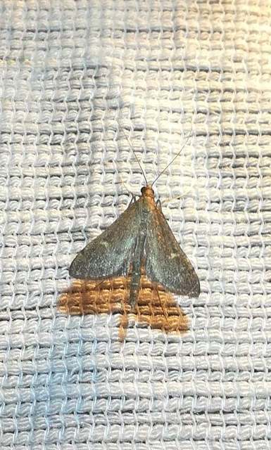 Dolicharthria punctalis - hosszúlábú tűzmoly