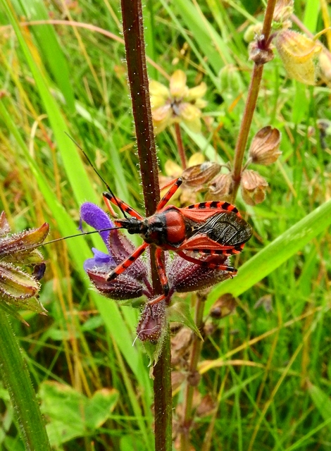 Rhynocoris iracundus - közönséges gyilkospoloska