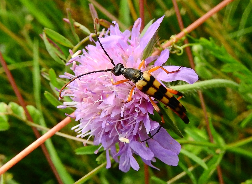 Strangalia attenuata - nyurgacincér