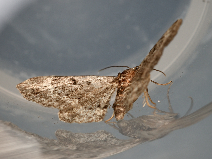 hamvas törpearaszoló - Pasiphila chloerata