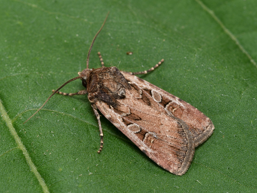 Euxoa tritici/nigrofusca/eruta
