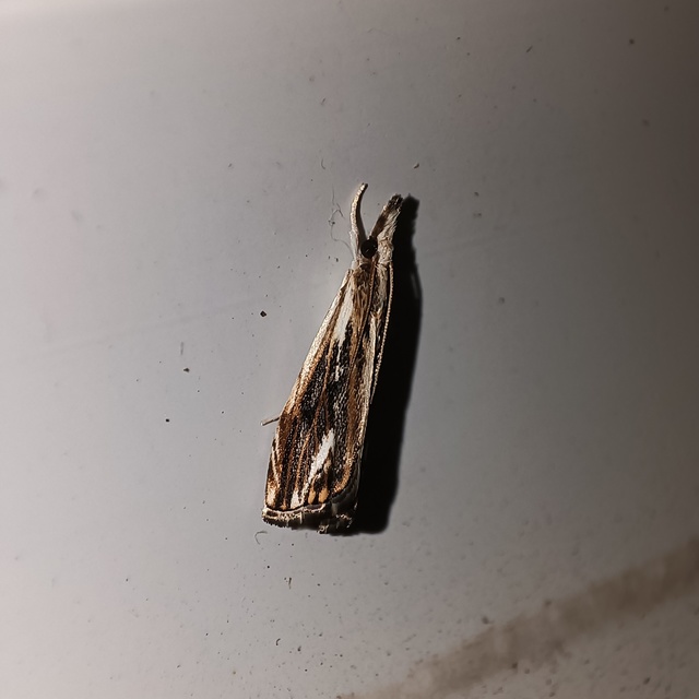 Catoptria verellus - kormos fűgyökérmoly