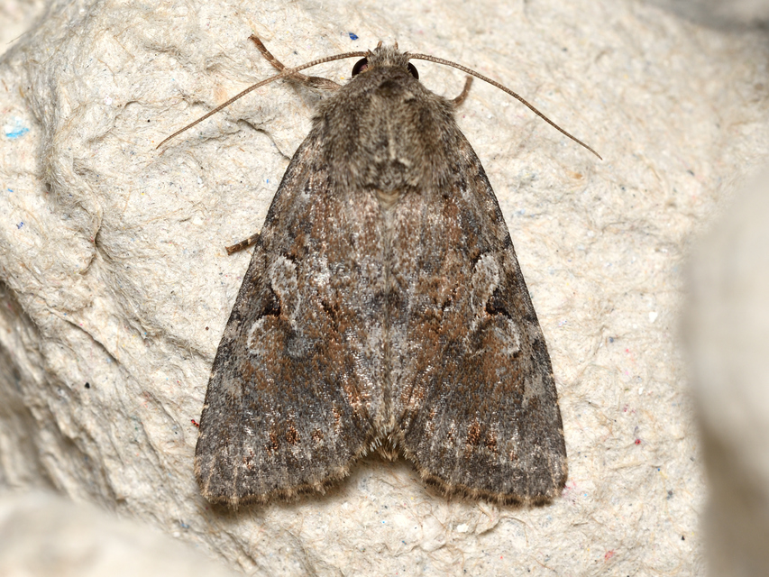 Apterogenum ypsillon - ipszilon-erdeibagoly