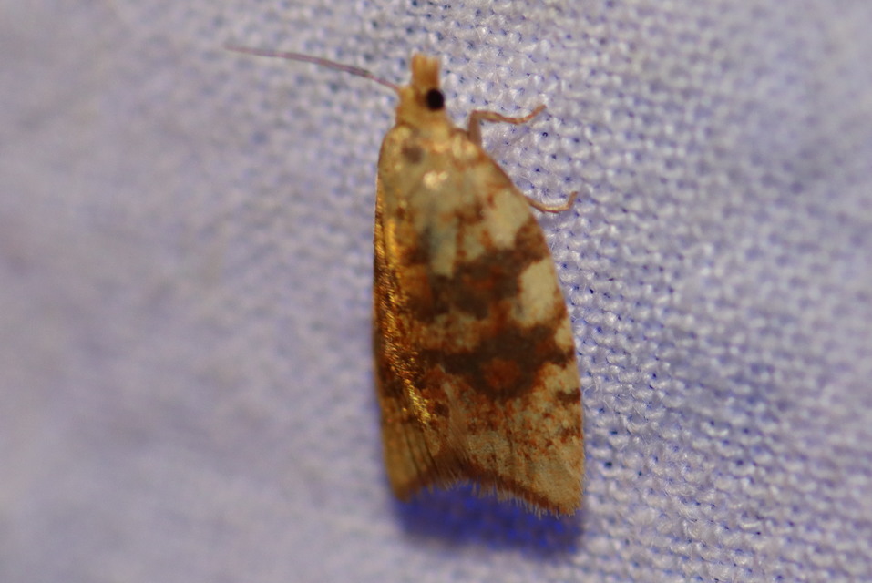Aleimma loeflingiana - tölgylevél-sodrómoly Aleimma loeflingiana - tölgylevél-sodrómoly