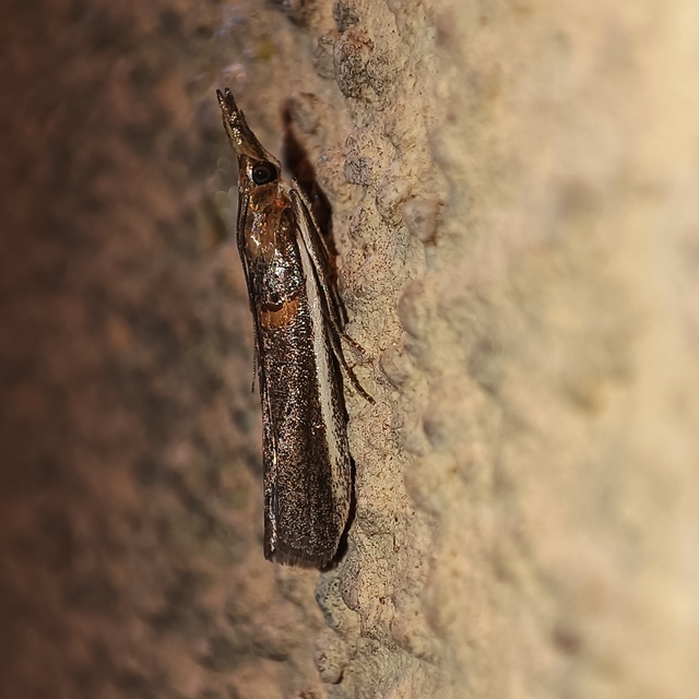 Etiella zinckenella - akácmoly