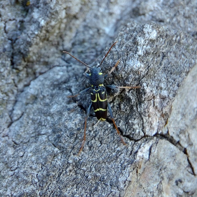 Xylotrechus antilope - fürge darázscincér