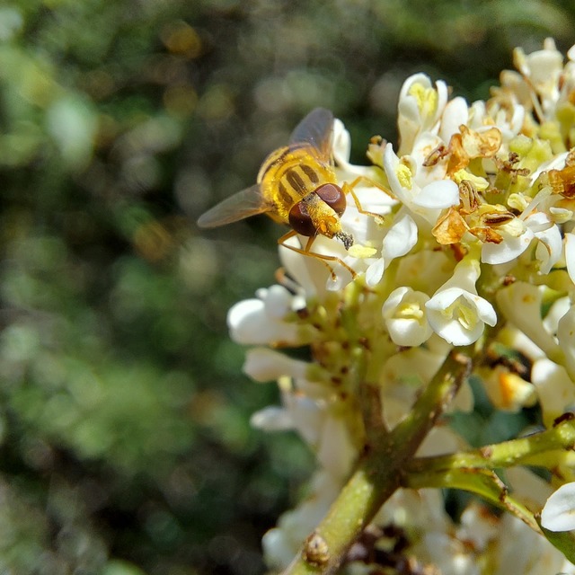 Parhelophilus
