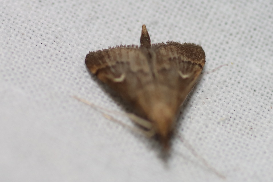 Dolicharthria punctalis - hosszúlábú tűzmoly