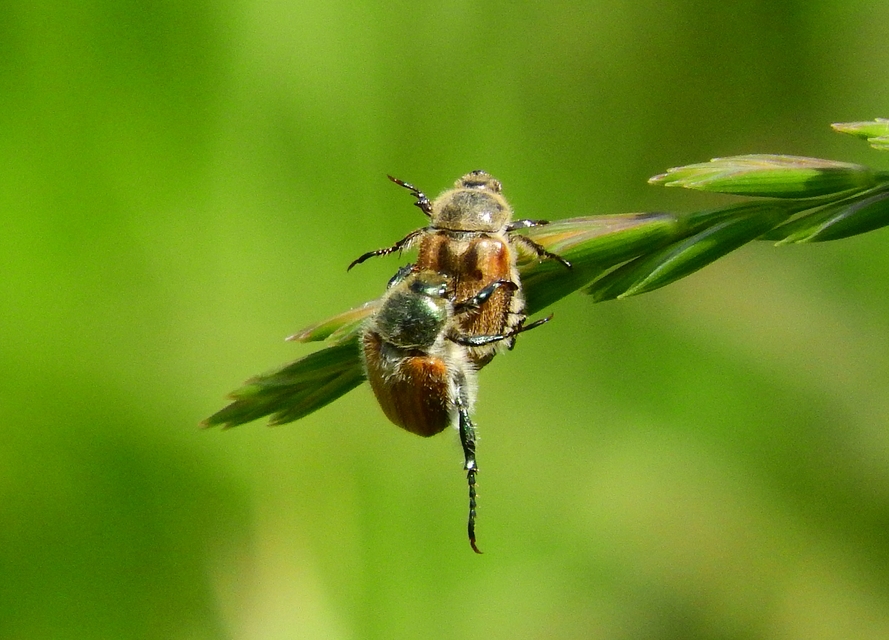 Chaetopteroplia segetum - rozsszipoly