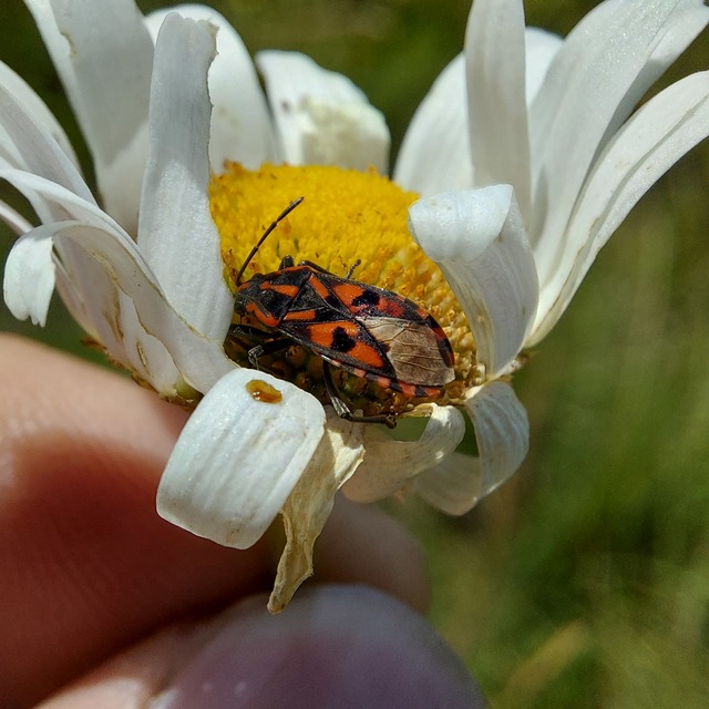 Spilostethus saxatilis - virágbodobács