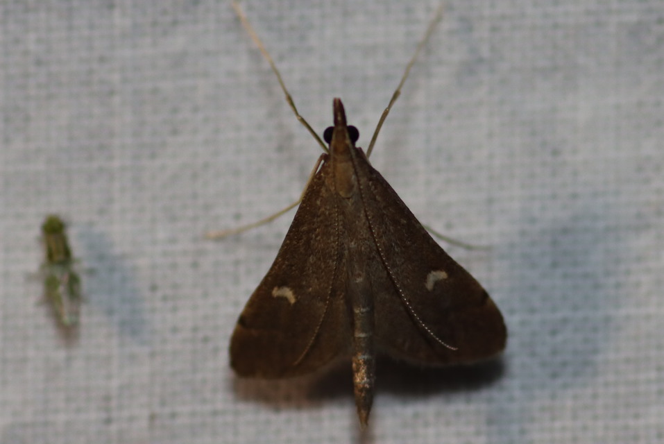 Dolicharthria punctalis - hosszúlábú tűzmoly