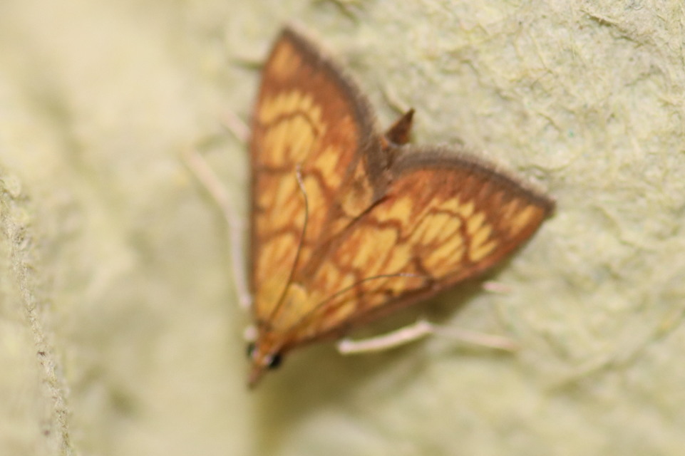 Ecpyrrhorrhoe rubiginalis - rozsdavörös tűzmoly