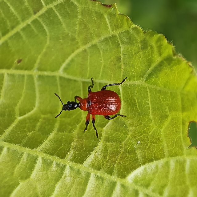 Apoderus coryli - mogyoró-levélsodró
