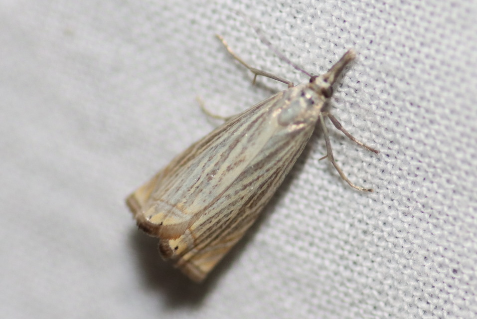 Chrysoteuchia culmella - kerti fűgyökérmoly