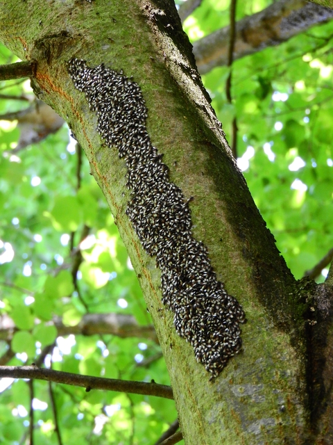 Oxycarenus lavaterae - hársbodobács