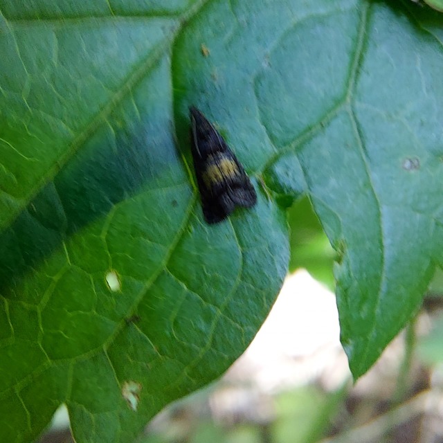 Endothenia nigricostana - tisztesfű-tükrösmoly