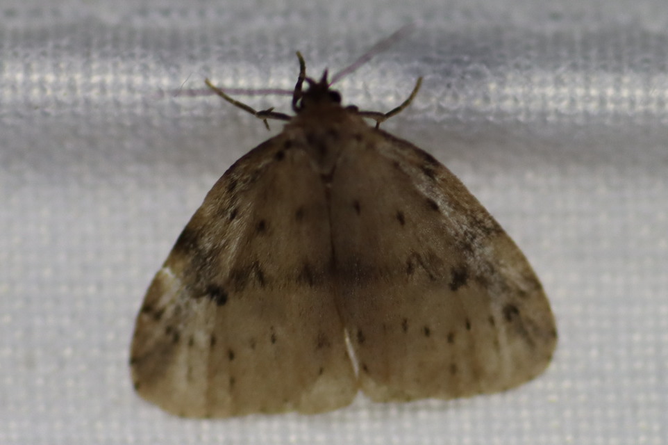 Thumata senex - mocsári medvelepke