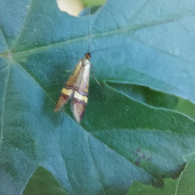Nemophora degeerella - pompás tőrösmoly