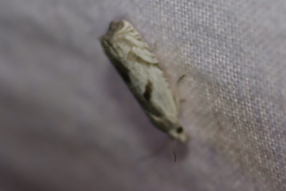 Eucosma