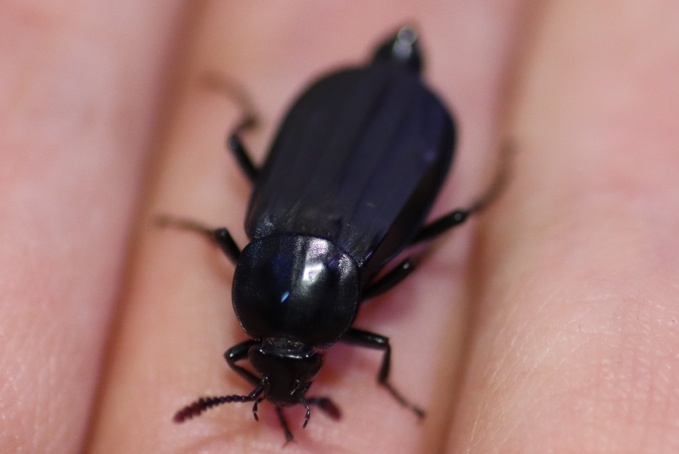 Necrodes littoralis - nagy dögbogár