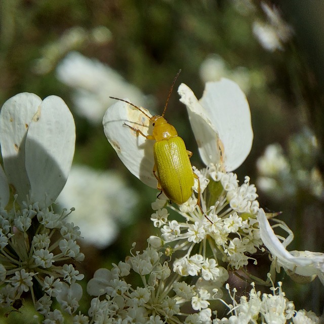 Cteniopus sulphureus - közönséges kénbogár