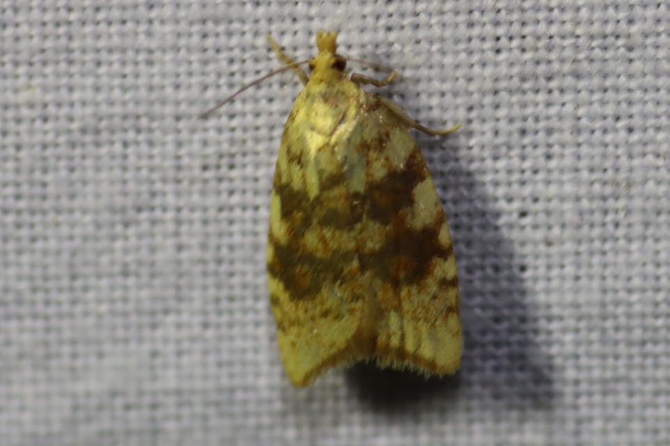 Aleimma loeflingiana - tölgylevél-sodrómoly Aleimma loeflingiana - tölgylevél-sodrómoly