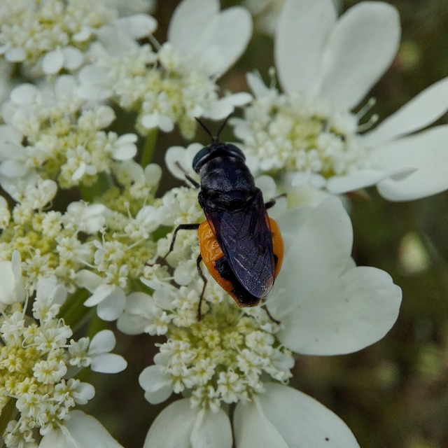 Odontomyia flavissima