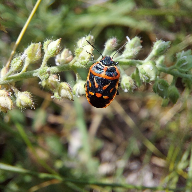 Eurydema fieberi - keresztespoloska