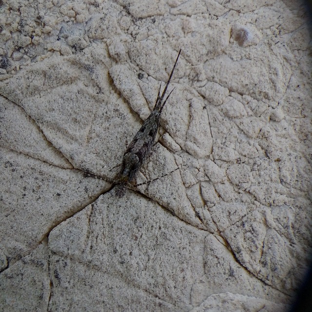 Archaeognatha - Ugróősrovarok