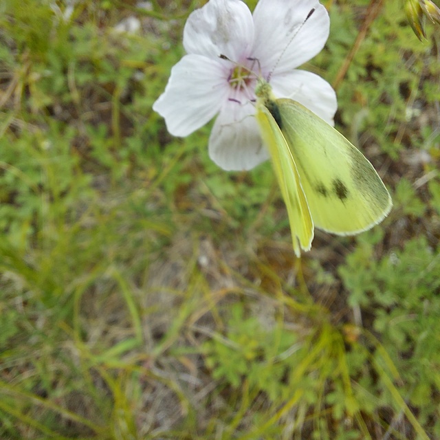 Pieris ergane - sziklai fehérlepke