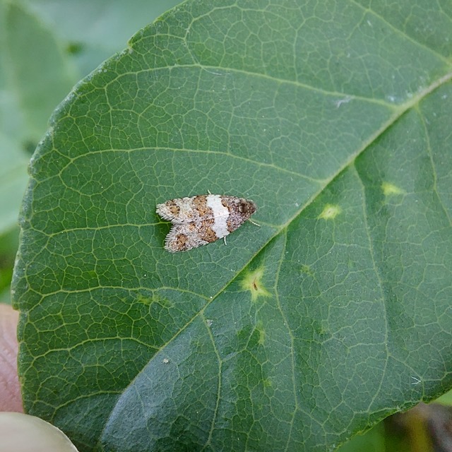 Isotrias