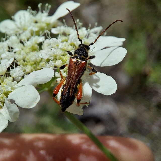 Stenopterus rufus - tarkacsápú keskenyfedőscincér