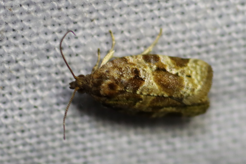 Argyrotaenia ljungiana - ékes sodrómoly