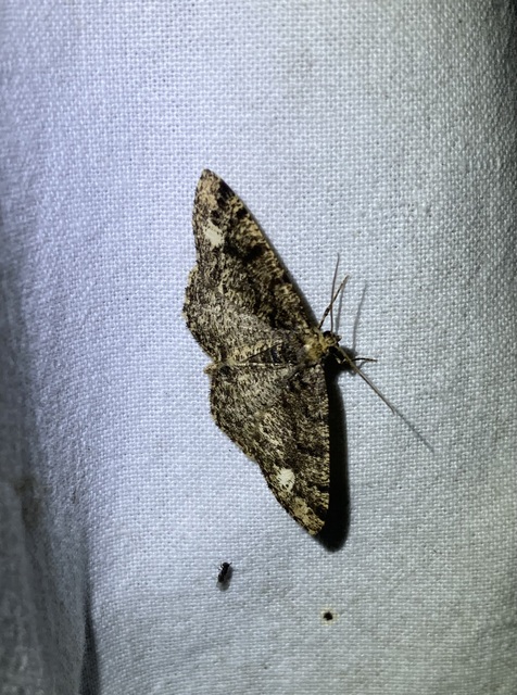 Parectropis similaria - barna zuzmóaraszoló