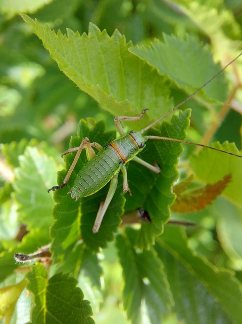 Ephippiger ephippiger - nyergesszöcske