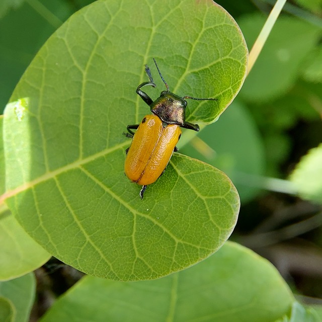 Labidostomis humeralis - kéknyakú zsákbogár