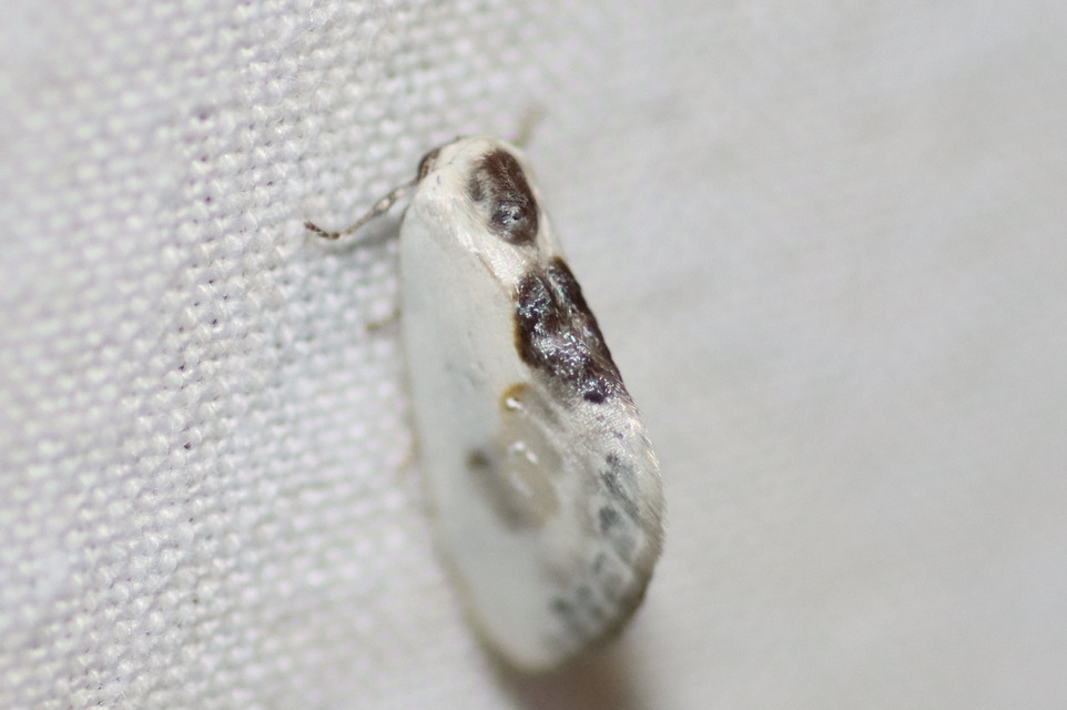 törpe sarlósszövő - Cilix glaucata