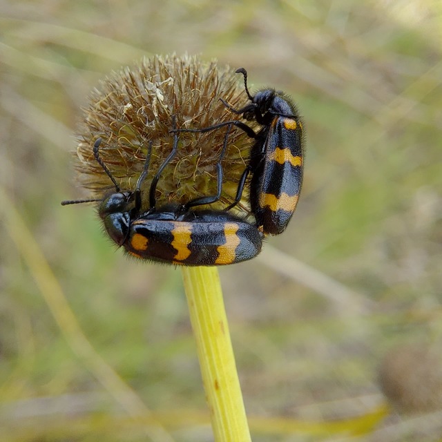 Mylabris variabilis - szalagos hólyaghúzó