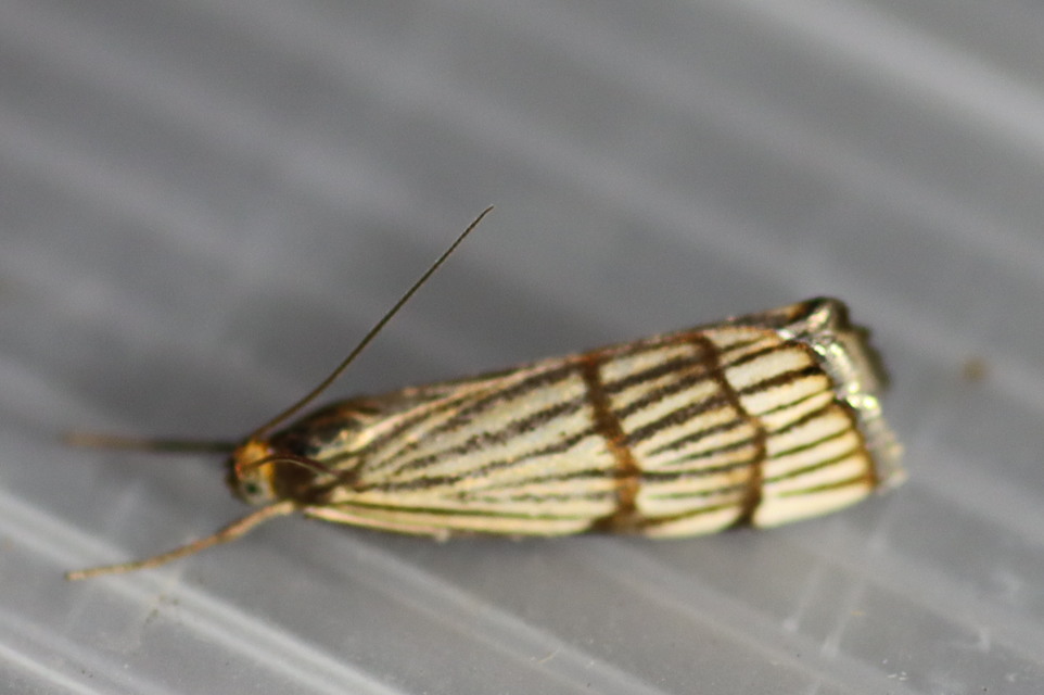 Chrysocrambus linetella - déli fűgyökérmoly
