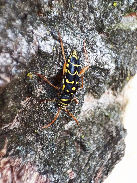 Plagionotus arcuatus - bársonyos darázscincér