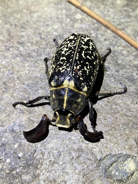 Polyphylla fullo - csapó cserebogár