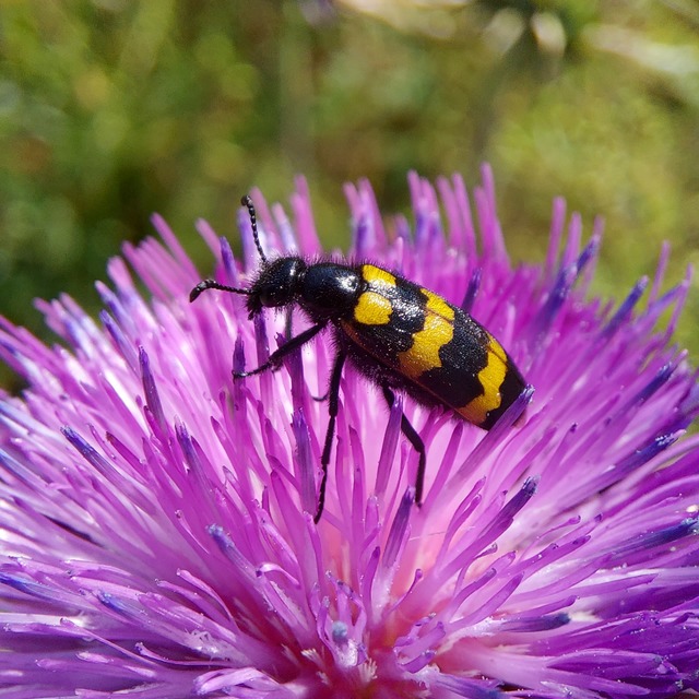 Mylabris variabilis - szalagos hólyaghúzó Mylabris variabilis - szalagos hólyaghúzó