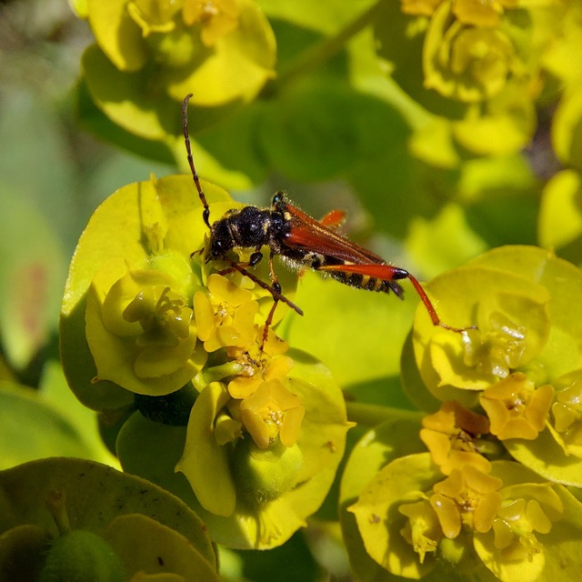 Stenopterus rufus - tarkacsápú keskenyfedőscincér