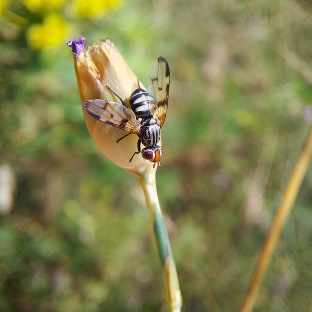 Otites